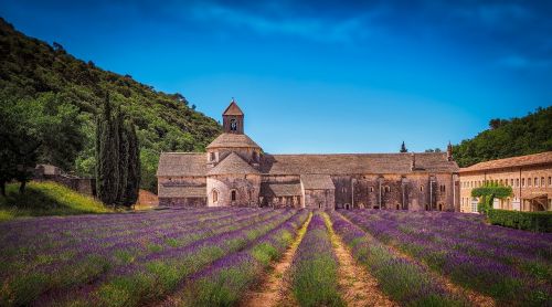 monastery lavender levanduľové field