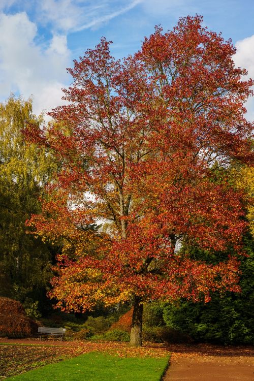 mönchengladbach colorful garden tree