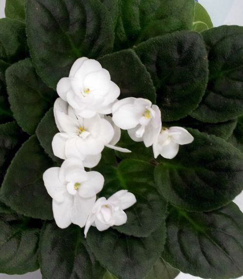 Money Plant With White Flower