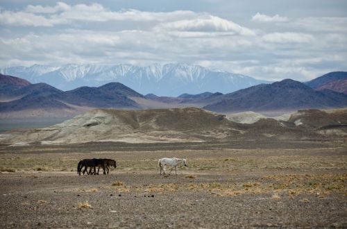 mongolia mountains nature