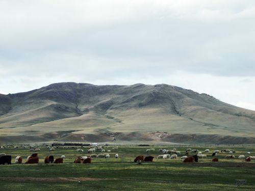 mongolia prairie cattle and sheep
