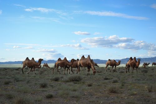 mongolia camels steppe