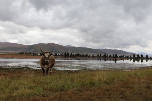 mongolia steppe beef