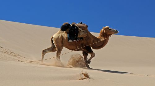 mongolia desert camel