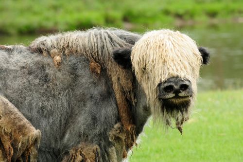 mongolia yak animal