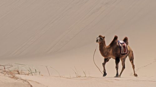 mongolia desert sand