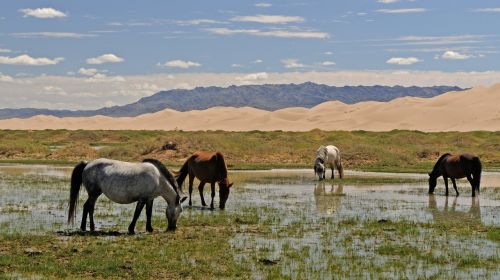 mongolia horses landscape