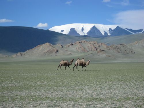 mongolia glacier camels