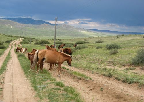 mongolia horses steppe