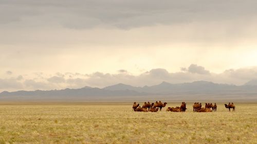 mongolia gobi camels