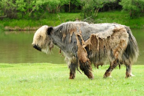 mongolia yak wild