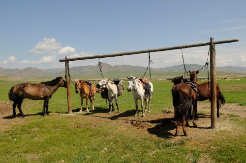 mongolia horses break