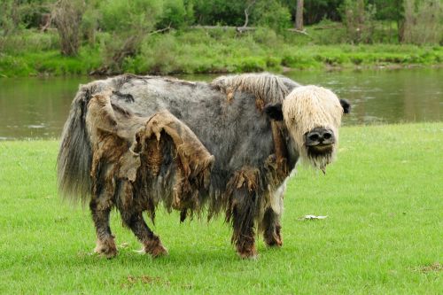 mongolia yak wild