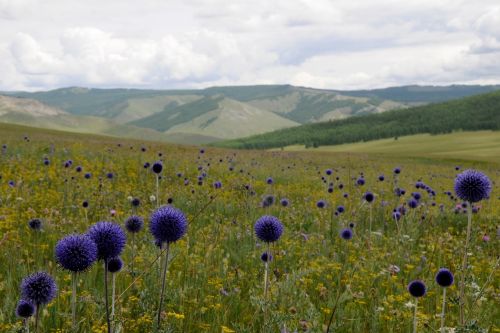 mongolia landscape outlook