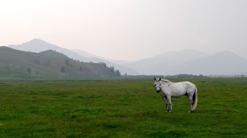 mongolia steppe horse