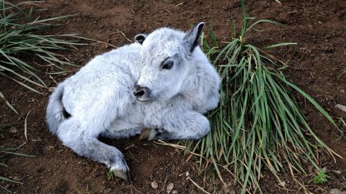 mongolia calf young animal