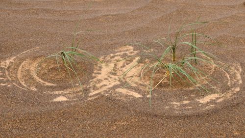 mongolia desert grass pattern