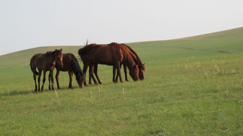 mongolia horse prairie summer