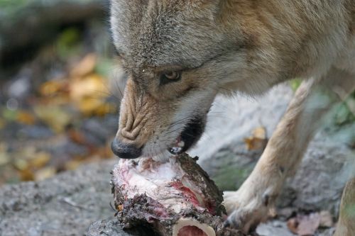 mongolian wolf threatening food