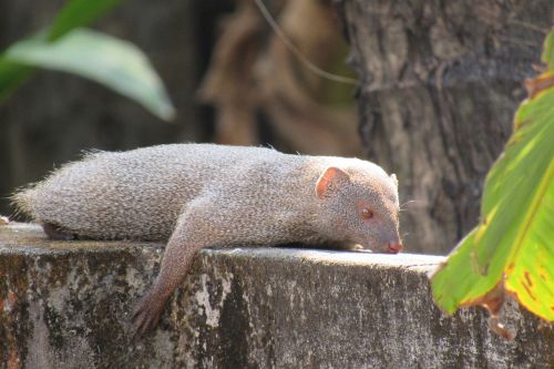 mongoose indian rare