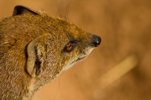 mongoose animal wildlife