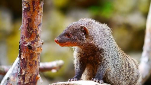 mongoose mammal creature