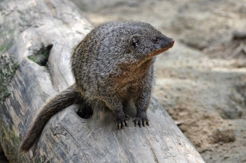 mongoose mammal animal