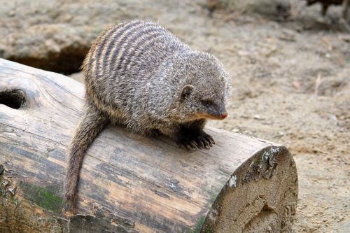 mongoose mammal animal