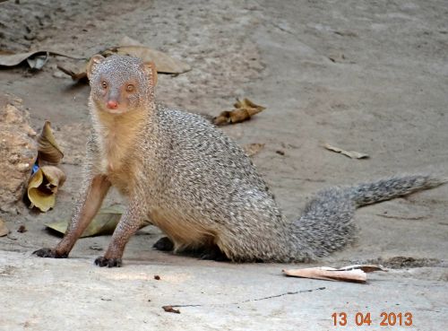 mongoose indian gray