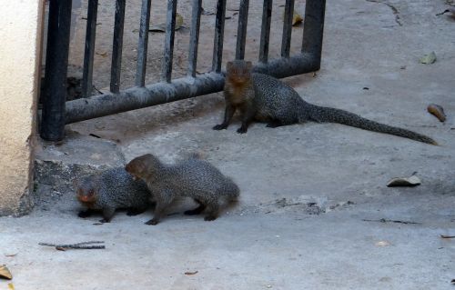 mongoose gnawer rodents