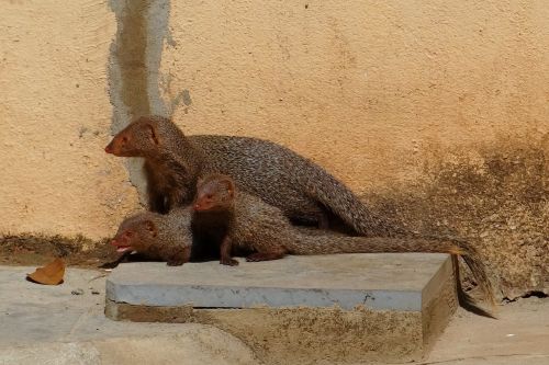 mongoose mama youngs