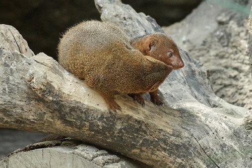 mongoose  nature  animal world