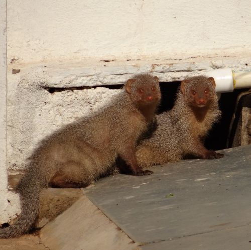 mongoose rodents indian