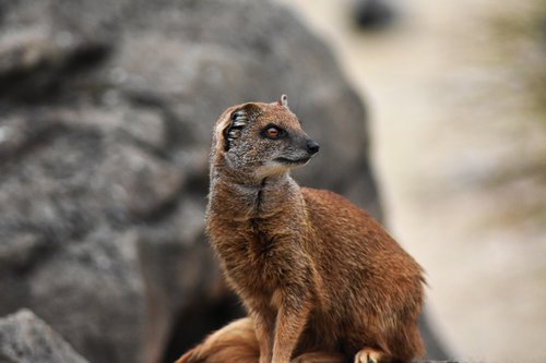 mongoose  africa  african
