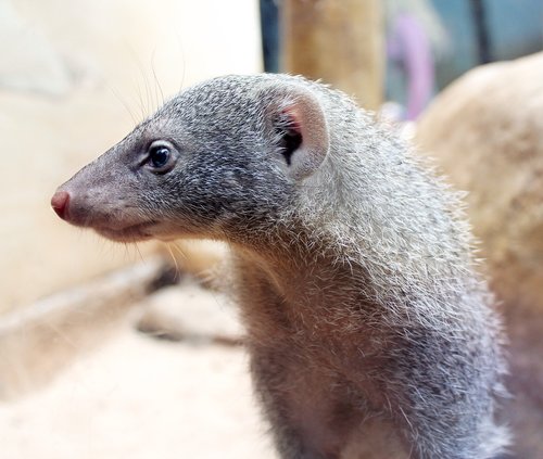mongoose  rodent  animal