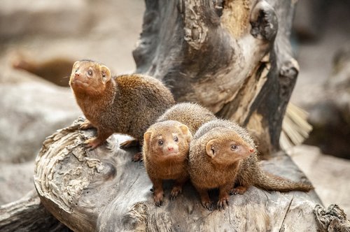 mongoose  mammal  small