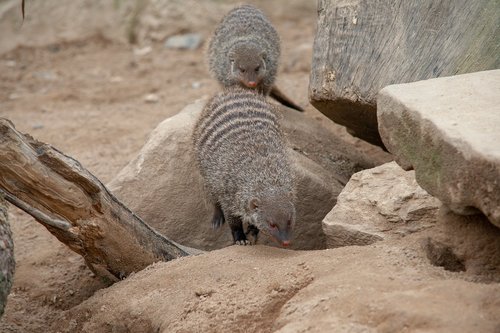 mongoose  rocks  tree stump