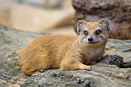 mongoose  fox  animal