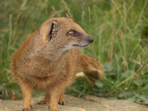 mongoose golden mongoose cute