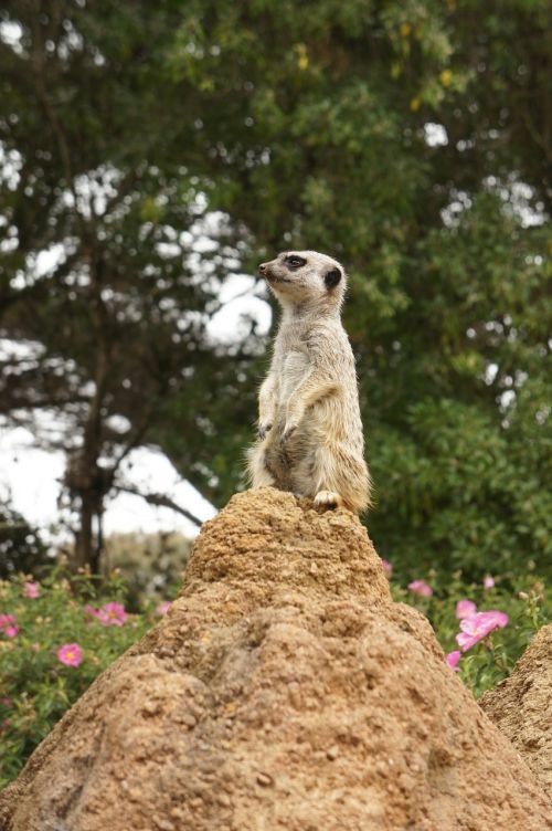 mongoose animal zoo