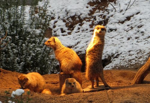 mongoose fuchsmanguste group
