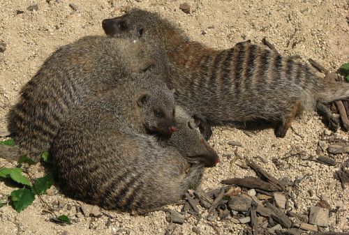 mongoose banded mongoose mammal