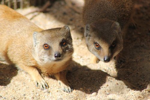 mongoose wildlife stare
