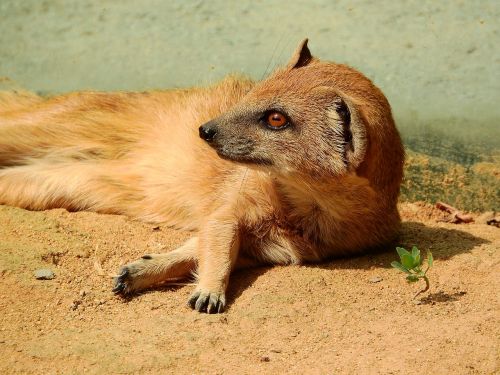 mongoose fox mongoose cynictis penicillata