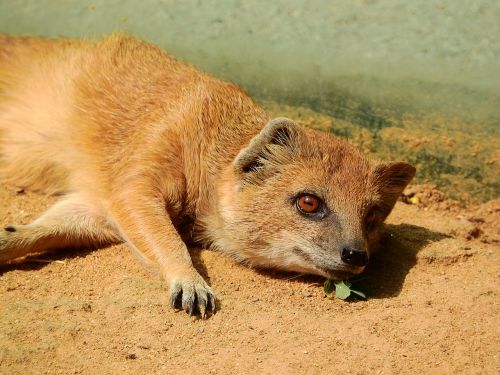 mongoose fox mongoose cynictis penicillata