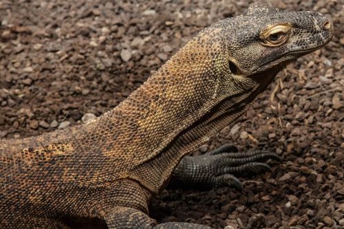 monitor reptile lizard