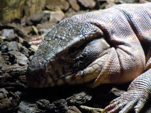 monitor varanus reptile