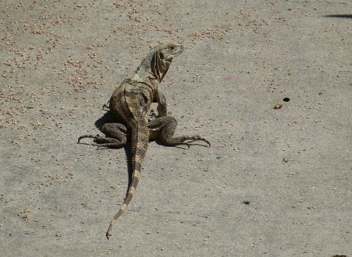 monitor lizard reptile