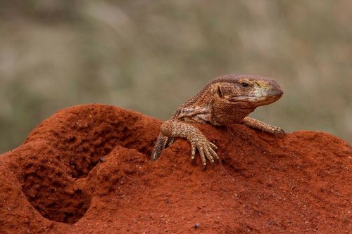 monitor reptile lizard