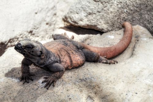 monitor lizard reptile